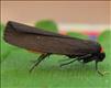 2039 (72.042) Red-necked Footman